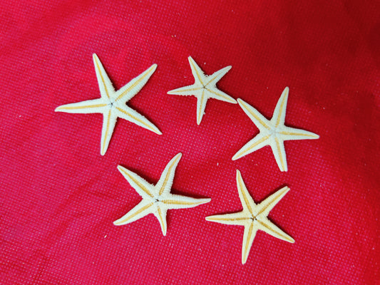 Real Star fish for ocean theme