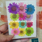 Press flower sheet 12 flowers in multicolour