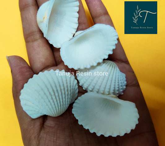White colour shells 2pcs